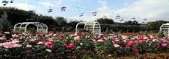 4만 5천 주의 가을장미와 어우러진 휴(休)정원에서의 휴식 기사 이미지